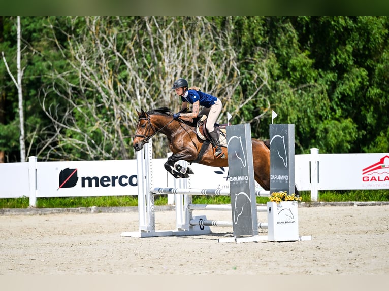 Mezzosangue Polacco Giumenta 7 Anni 152 cm Baio in Zbychowo