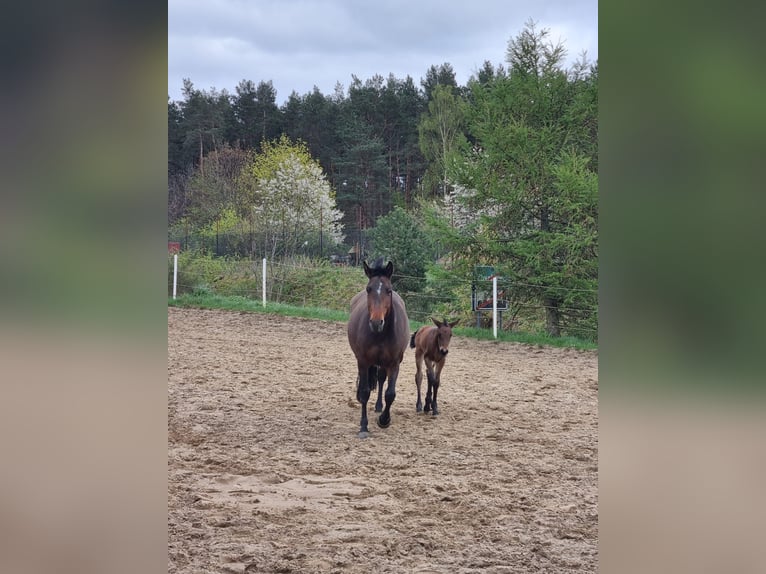 Mezzosangue Polacco Giumenta 7 Anni 152 cm Baio in Zbychowo