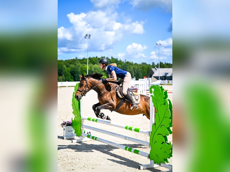 Mezzosangue Polacco Giumenta 7 Anni 152 cm Baio in Zbychowo