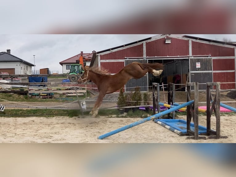 Mezzosangue Polacco Giumenta 7 Anni 162 cm Sauro scuro in Kłaczyna