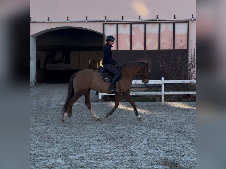 Mezzosangue Polacco Giumenta 7 Anni 162 cm Sauro scuro in Kłaczyna