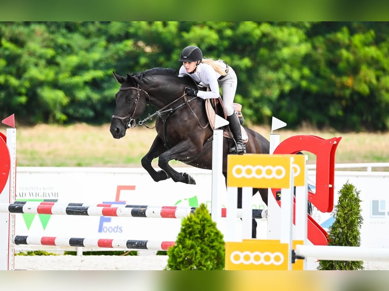 Mezzosangue Polacco Giumenta 7 Anni 164 cm Morello in Budzyń