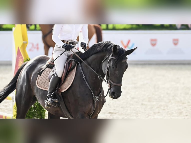 Mezzosangue Polacco Giumenta 7 Anni 164 cm Morello in Budzyń