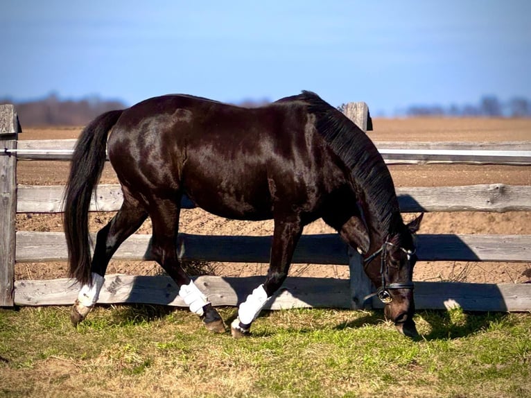 Mezzosangue Polacco Giumenta 7 Anni 164 cm Morello in Miłakowo