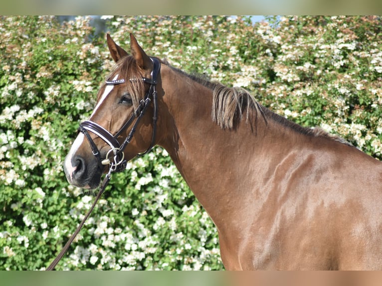 Mezzosangue Polacco Giumenta 7 Anni 164 cm Sauro scuro in Kłaczyna