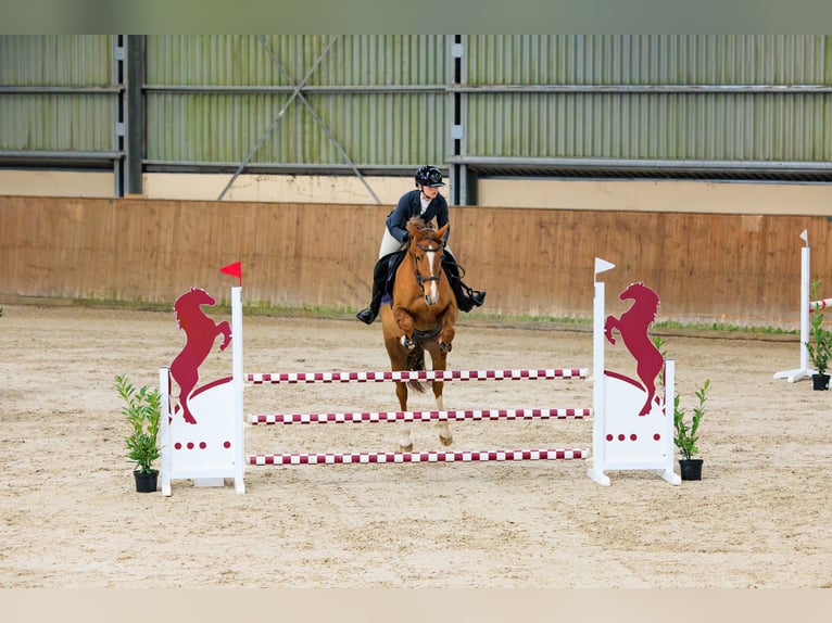 Mezzosangue Polacco Giumenta 7 Anni 164 cm Sauro scuro in Kłaczyna