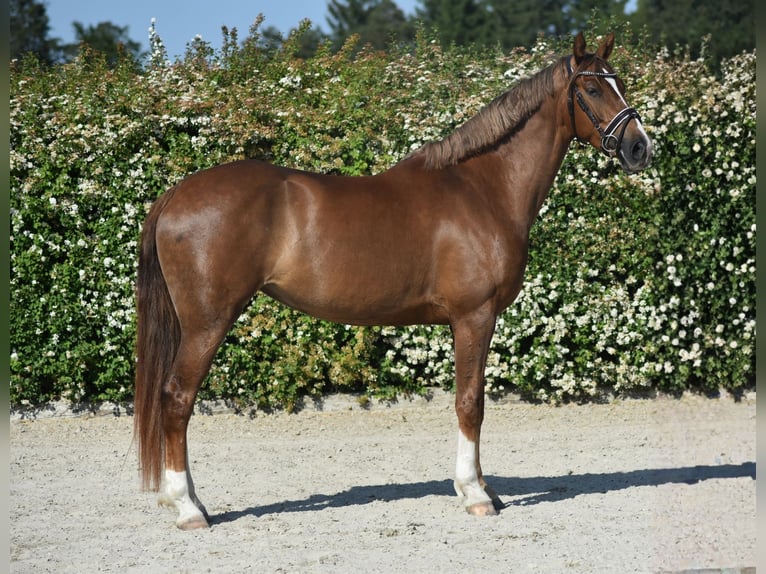 Mezzosangue Polacco Giumenta 7 Anni 164 cm Sauro scuro in Kłaczyna