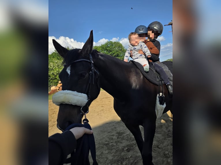 Mezzosangue Polacco Giumenta 7 Anni 165 cm Baio in Kolkwitz