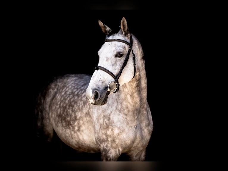 Mezzosangue Polacco Giumenta 7 Anni 165 cm Grigio in Krak&#xF3;w