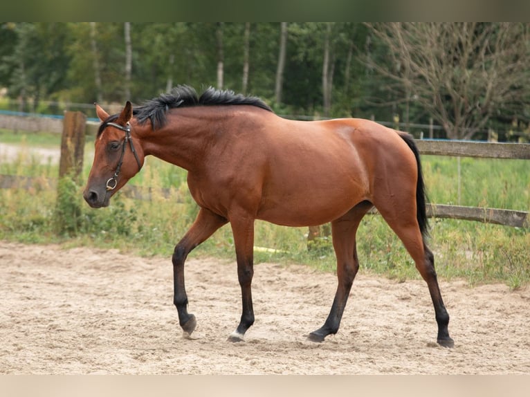 Mezzosangue Polacco Giumenta 7 Anni 166 cm Baio ciliegia in Nowy Dzikowiec
