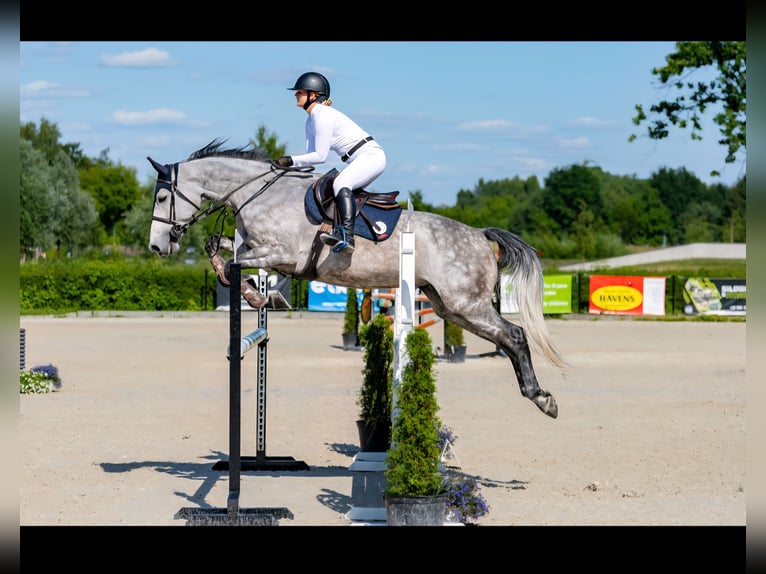 Mezzosangue Polacco Giumenta 7 Anni 166 cm Grigio in Kraków Mezzosangue Polacco Giumenta 7 Anni 166 cm Grigio in Kraków