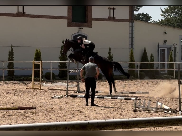 Mezzosangue Polacco Giumenta 7 Anni 167 cm Baio nero in Modrzewie