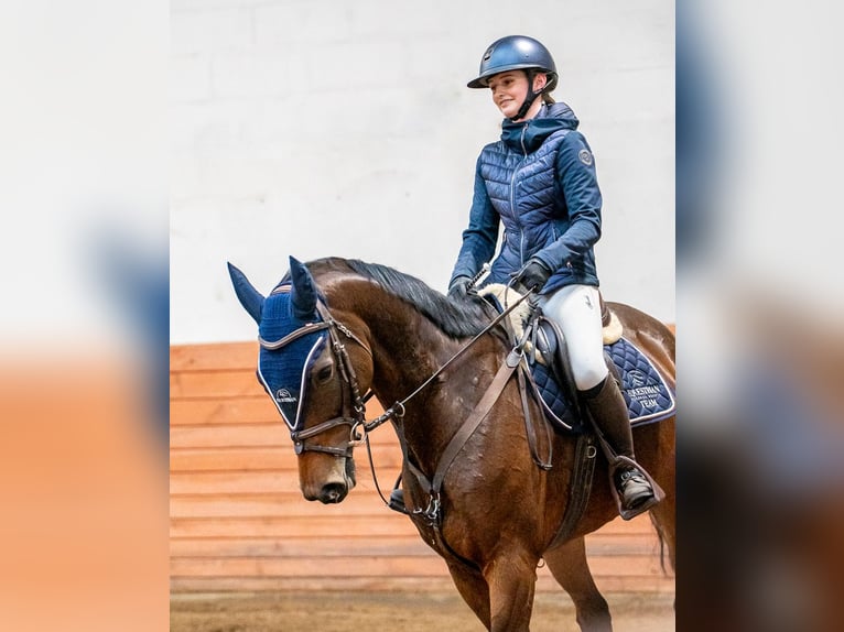 Mezzosangue Polacco Giumenta 7 Anni 167 cm Baio scuro in Chojnów