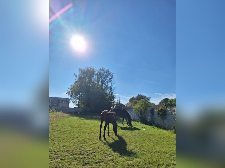 Mezzosangue Polacco Giumenta 7 Anni 170 cm Baio in Świętochłowice