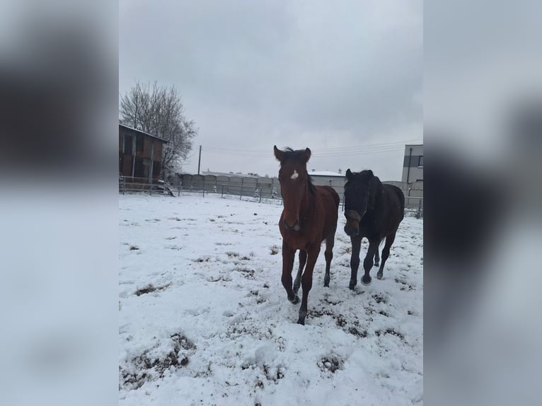 Mezzosangue Polacco Giumenta 7 Anni 170 cm Baio in Świętochłowice