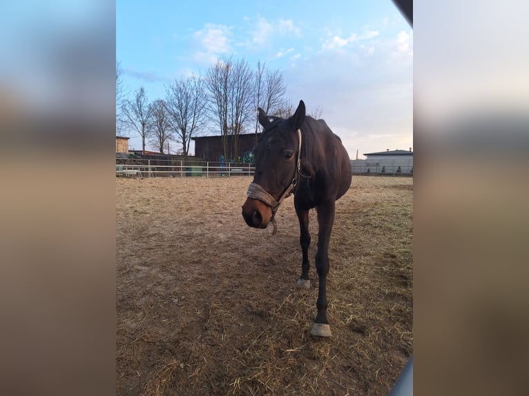 Mezzosangue Polacco Giumenta 7 Anni 170 cm Baio in Świętochłowice