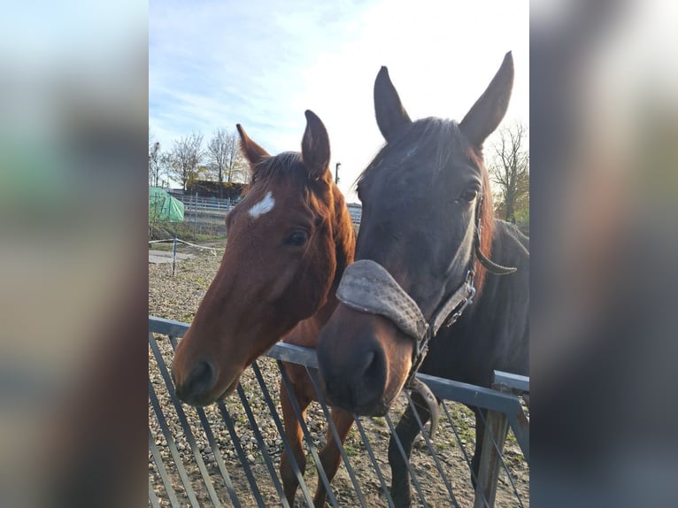 Mezzosangue Polacco Giumenta 7 Anni 170 cm Baio in Świętochłowice