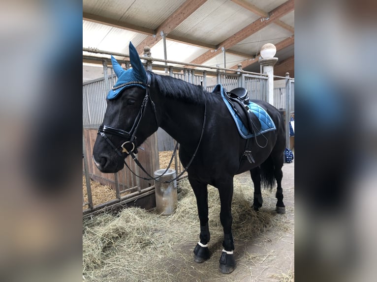 Mezzosangue Polacco Giumenta 7 Anni 172 cm Morello in Pöttmes