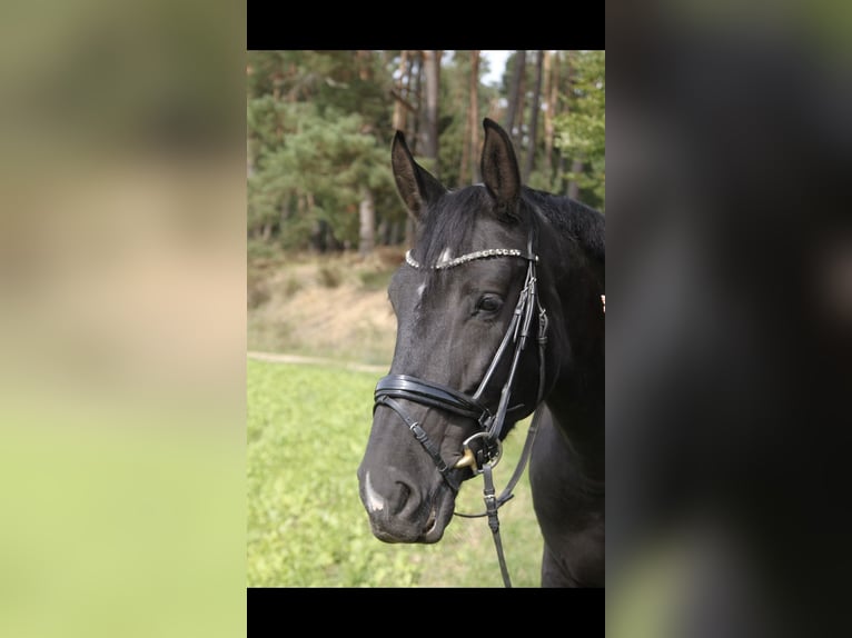 Mezzosangue Polacco Giumenta 7 Anni 172 cm Morello in Pöttmes