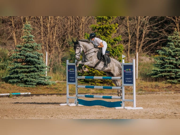 Mezzosangue Polacco Giumenta 7 Anni 173 cm Grigio in Chełmża