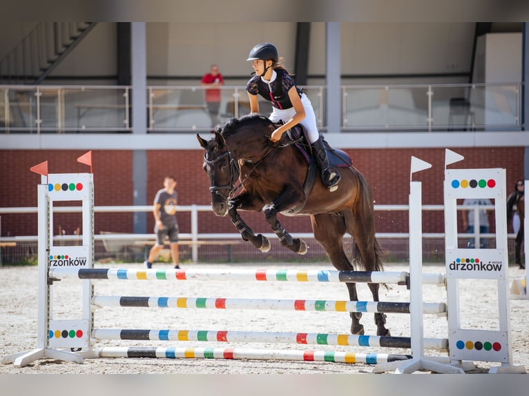 Mezzosangue Polacco Giumenta 8 Anni 158 cm Morello in Słubice