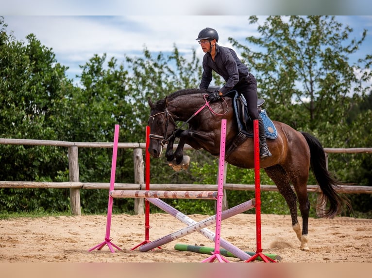 Mezzosangue Polacco Giumenta 8 Anni 161 cm Morello in Lutomia Górna