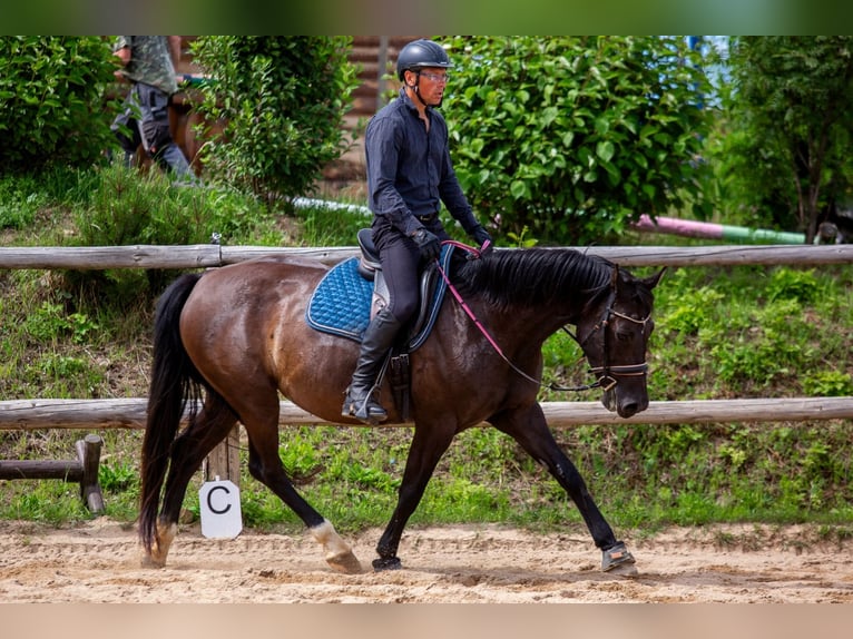 Mezzosangue Polacco Giumenta 8 Anni 161 cm Morello in Lutomia Górna