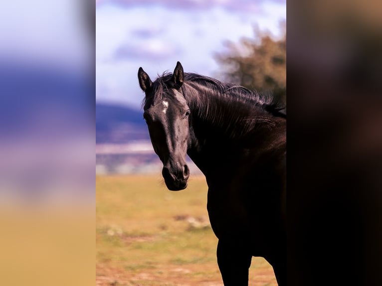 Mezzosangue Polacco Giumenta 8 Anni 161 cm Morello in Lutomia Górna