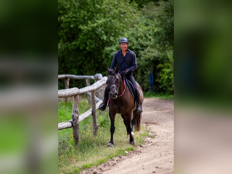 Mezzosangue Polacco Giumenta 8 Anni 162 cm Morello in Lutomia Górna