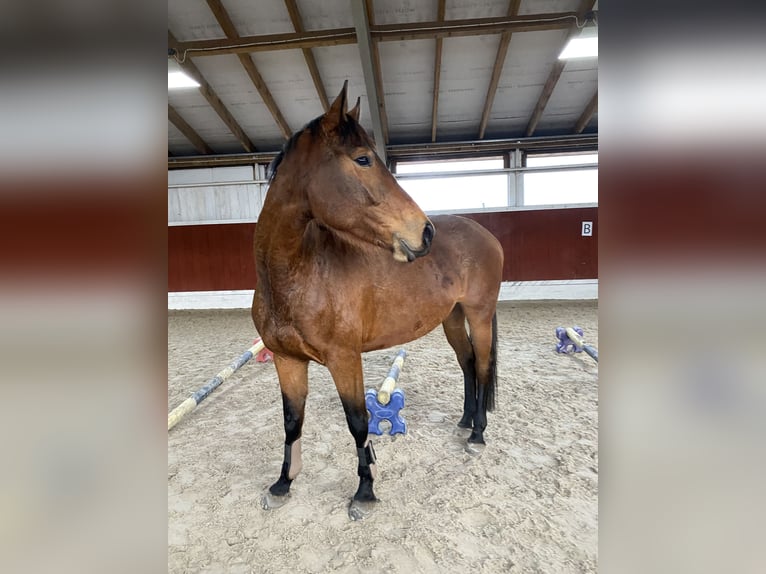 Mezzosangue Polacco Giumenta 8 Anni 163 cm Baio in Biskupiec