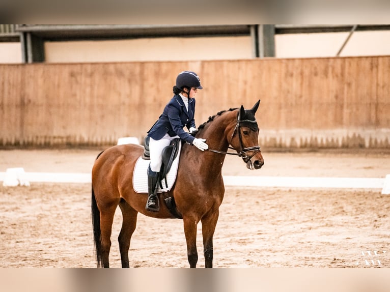 Mezzosangue Polacco Giumenta 8 Anni 164 cm Baio in Dębno