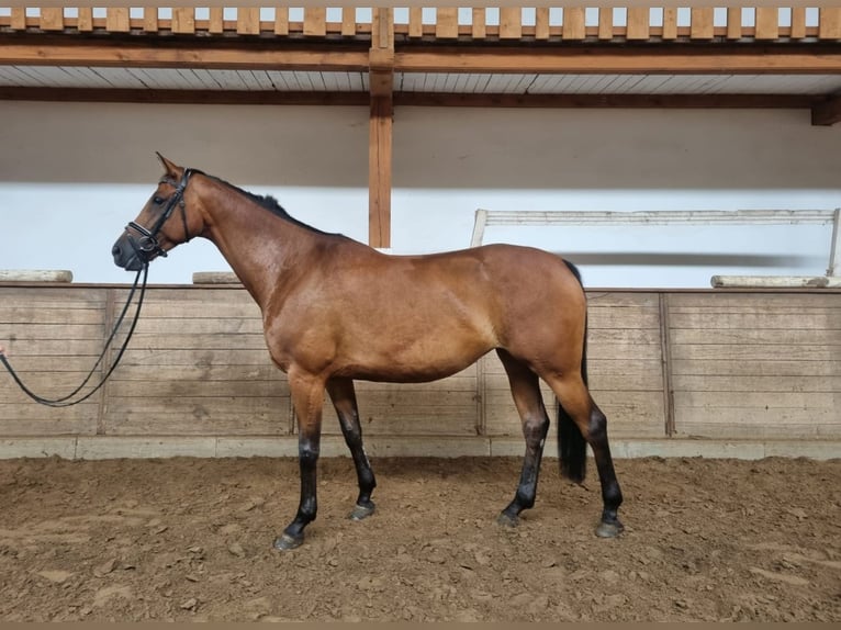 Mezzosangue Polacco Giumenta 8 Anni 164 cm Baio in Dębno