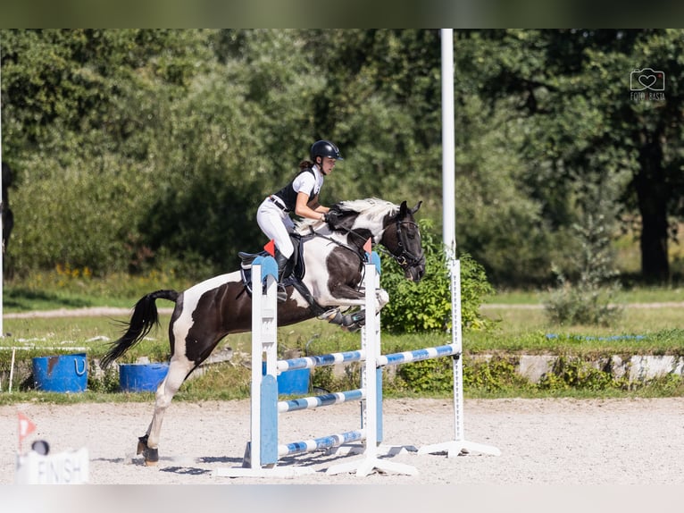 Mezzosangue Polacco Giumenta 8 Anni 164 cm Pezzato in Słupca