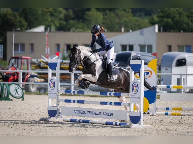 Mezzosangue Polacco Giumenta 8 Anni 164 cm Pezzato in Słupca