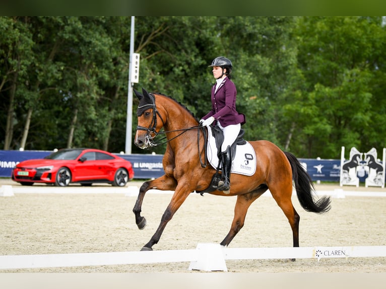 Mezzosangue Polacco Giumenta 8 Anni 167 cm Baio in Brzyków