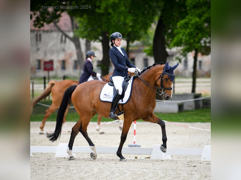 Mezzosangue Polacco Giumenta 8 Anni 167 cm Baio in Brzyków