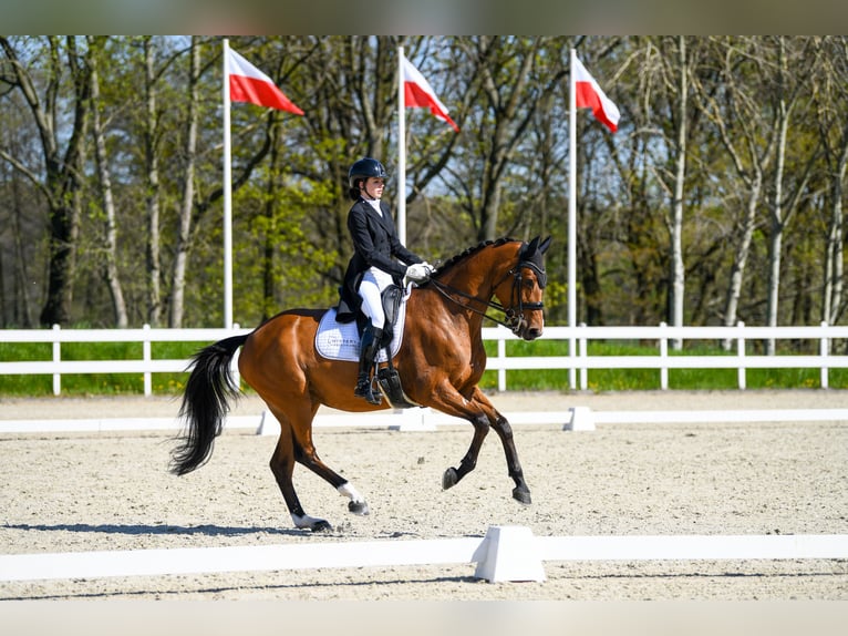 Mezzosangue Polacco Giumenta 8 Anni 167 cm Baio in Brzyków