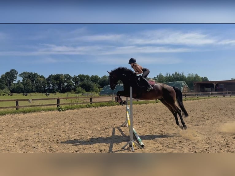 Mezzosangue Polacco Giumenta 8 Anni 167 cm Baio scuro in Wrocław