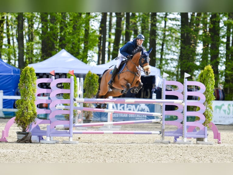 Mezzosangue Polacco Giumenta 8 Anni 170 cm Baio in Secymin Polski