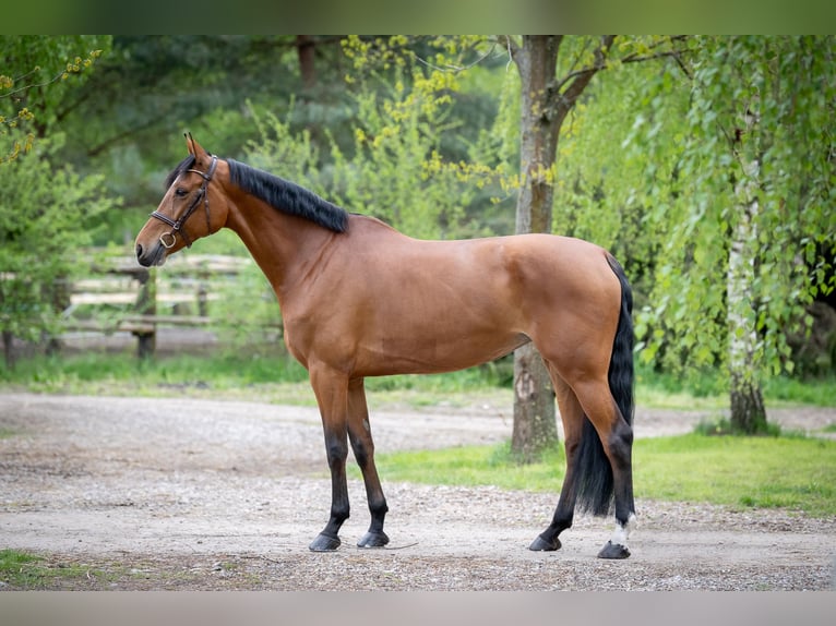 Mezzosangue Polacco Giumenta 8 Anni 170 cm Baio in Secymin Polski