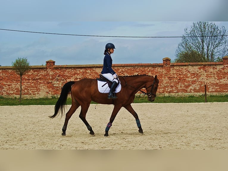 Mezzosangue Polacco Giumenta 9 Anni 155 cm Baio ciliegia in Warszawa