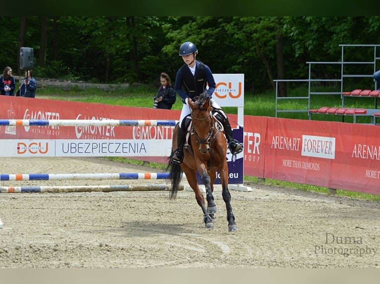 Mezzosangue Polacco Giumenta 9 Anni 155 cm Baio ciliegia in Warszawa