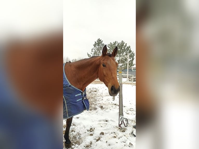 Mezzosangue Polacco Giumenta 9 Anni 155 cm Baio ciliegia in Warszawa