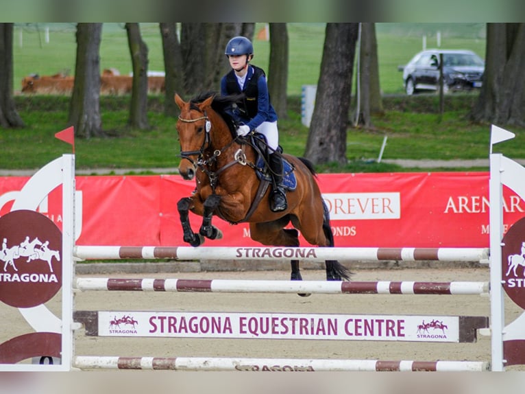 Mezzosangue Polacco Giumenta 9 Anni 155 cm Baio ciliegia in Warszawa