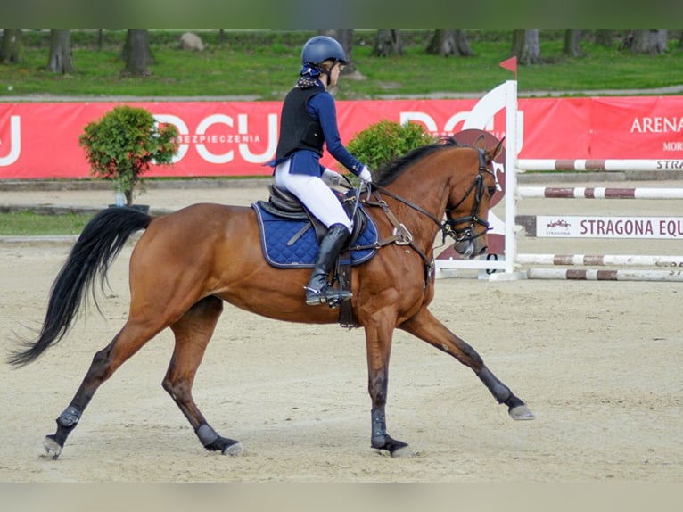 Mezzosangue Polacco Giumenta 9 Anni 155 cm Baio ciliegia in Warszawa