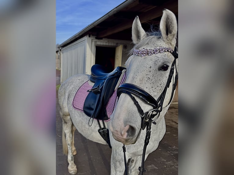 Mezzosangue Polacco Giumenta 9 Anni 161 cm  in Merseburg