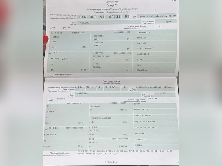 Mezzosangue Polacco Giumenta 9 Anni 163 cm Baio ciliegia in Brzezinka