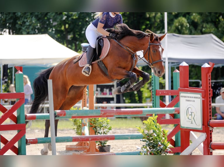 Mezzosangue Polacco Giumenta 9 Anni 164 cm Baio ciliegia in Wągrowiec