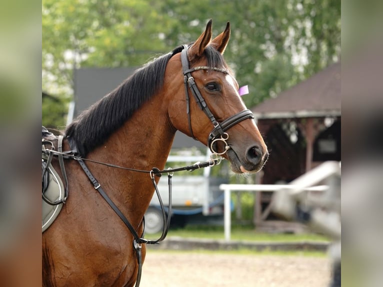 Mezzosangue Polacco Giumenta 9 Anni 164 cm Baio ciliegia in Wągrowiec