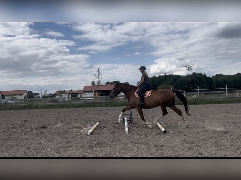 Mezzosangue Polacco Giumenta 9 Anni 166 cm Sauro in Suszec